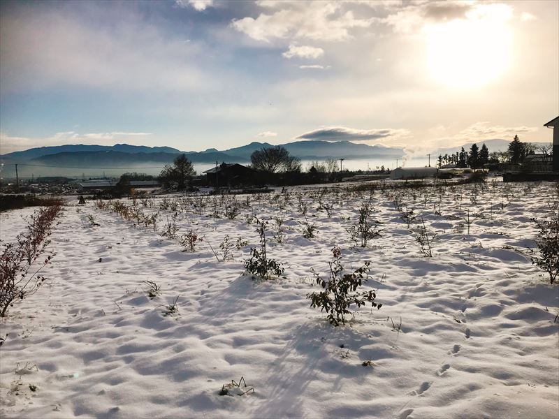 雪の中のブルーベリー農園の画像