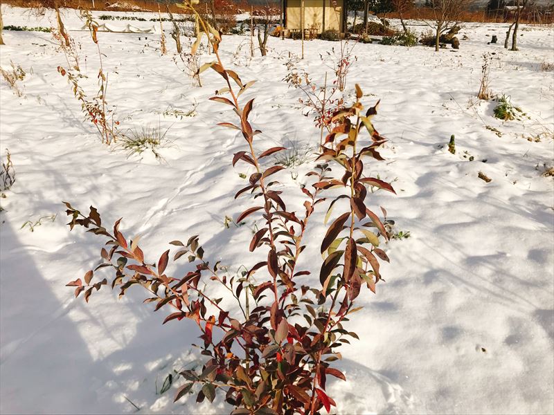 雪の中のブルーベリーの画像