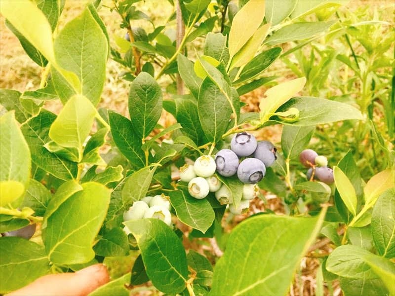 ブルーベリー品種の紹介 幸せフルーツ工房 ブルーベリーの森 あづみの