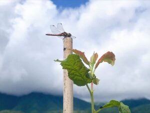 農園にトンボの画像