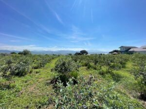 ブルーベリー農園の画像