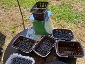 カゴに詰められたブルーベリーの画像