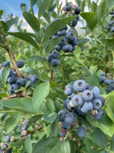 ブルーベリーの画像