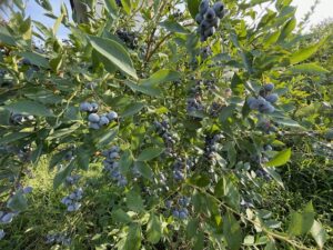 ブルーベリーの画像