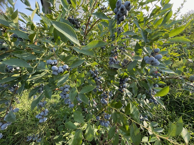 ブルーベリーの画像