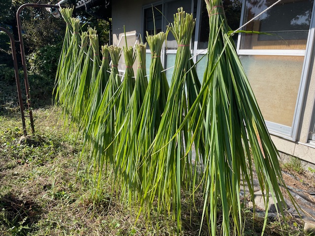 レモングラスの画像