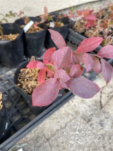 ブルベリーの苗の画像