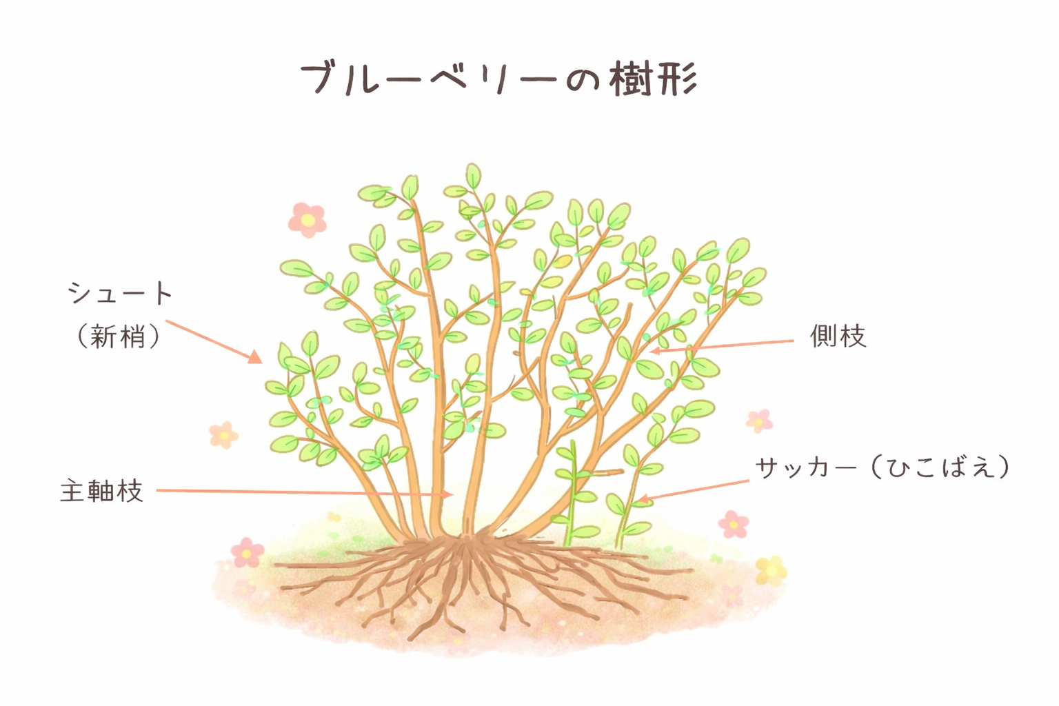ブルーベリーの模式図