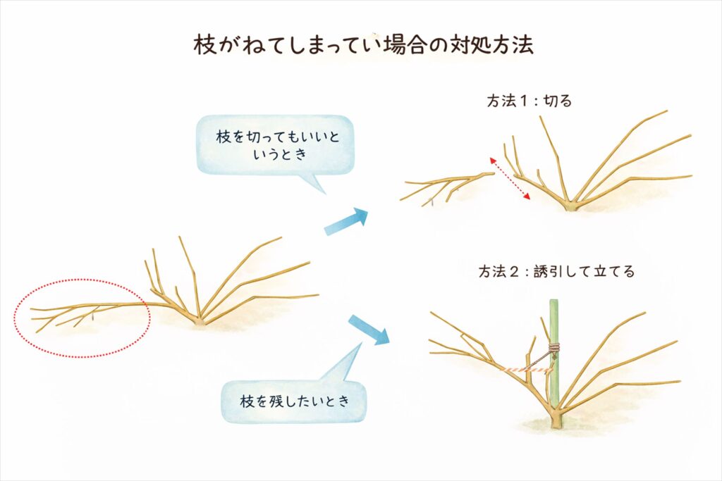 垂れ気味になった枝の対処法の図