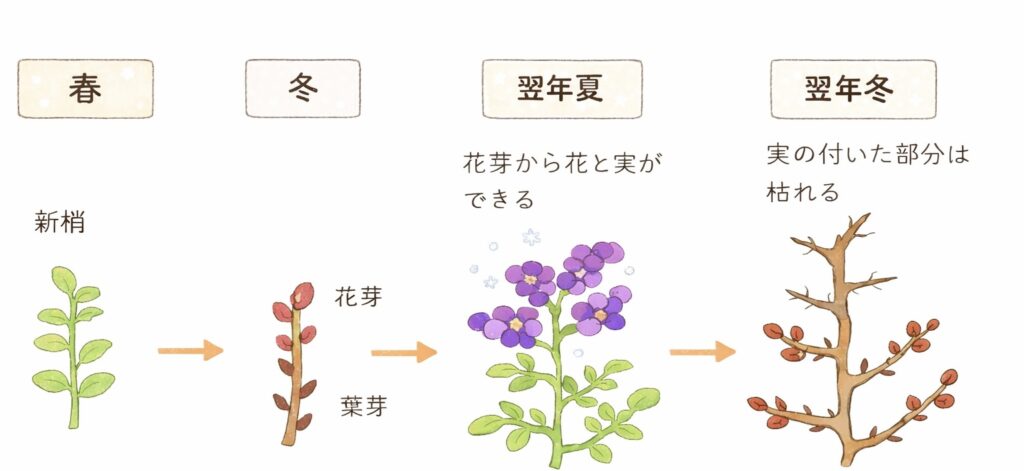 ブルーベリーの実ができるまでの説明図
