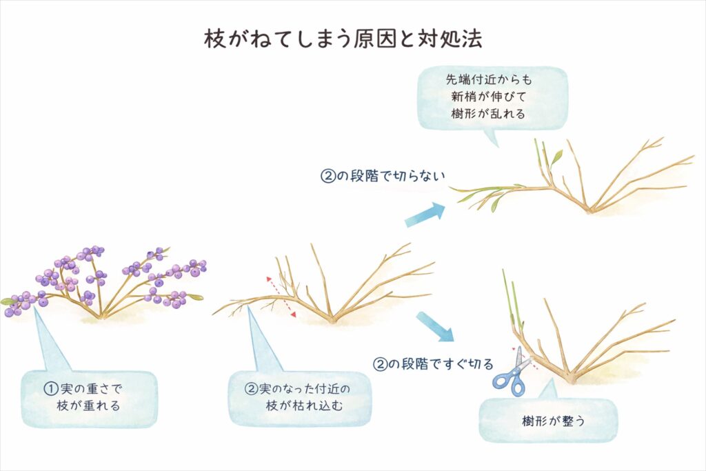 枝が垂れないようにする予防法の図