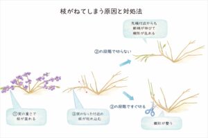枝が垂れてしまう場合のブルーベリーの剪定の説明