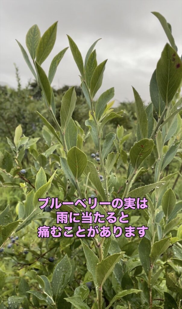 雨のブルーベリー農園の画像