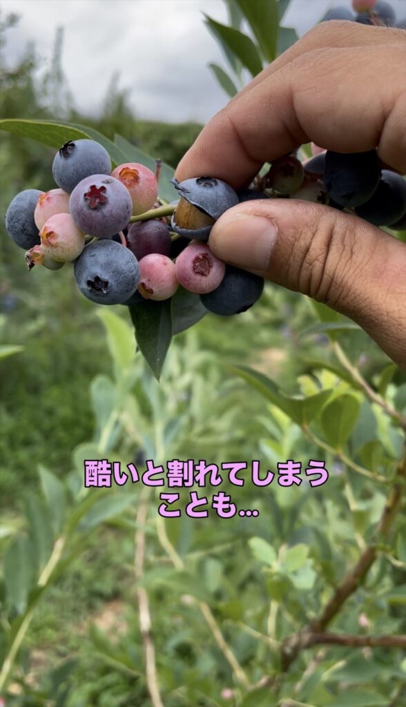 雨で割れたブルベリーの実