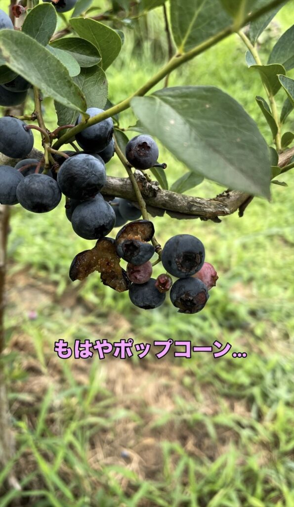 ものすごく割れたブルベリーの実