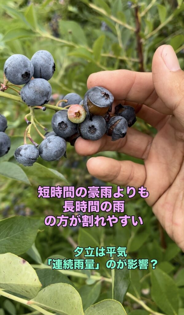 
ブルベリーの実が割れやすい雨の降り方