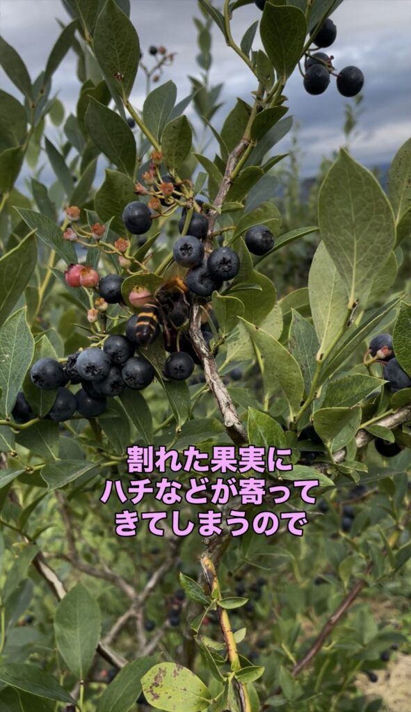 割れた実には蜂などが来る画像