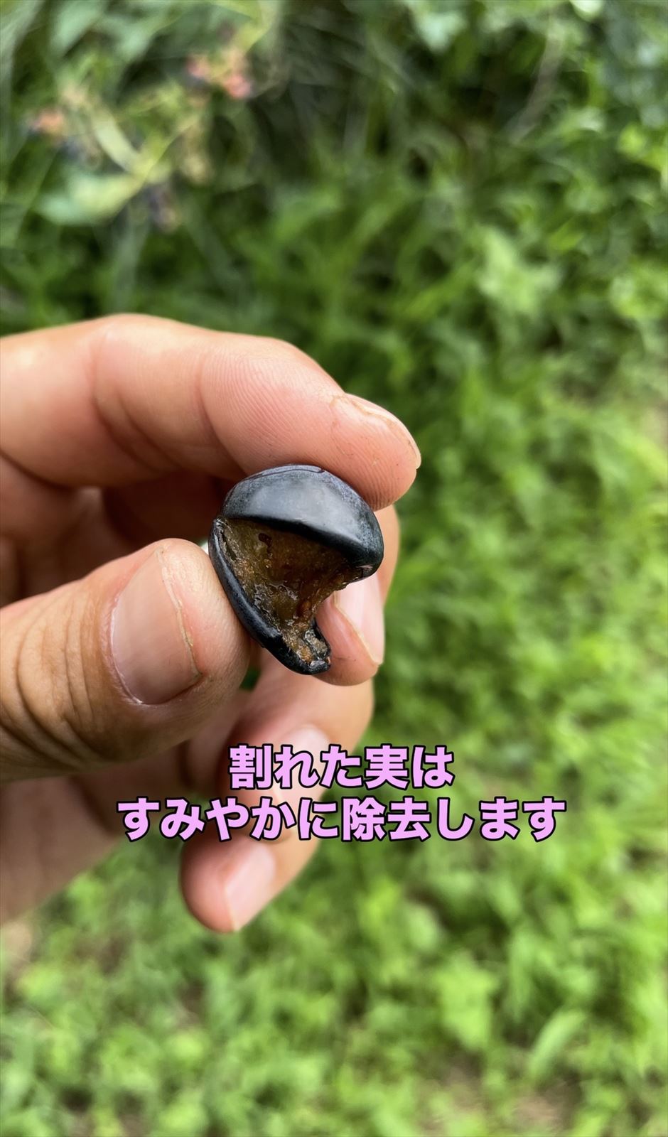 雨で割れたブルベリーの実