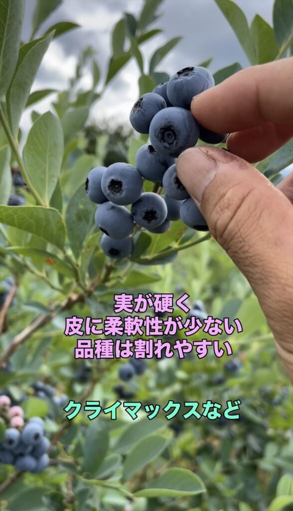 雨で割れやすいブルベリーの品種