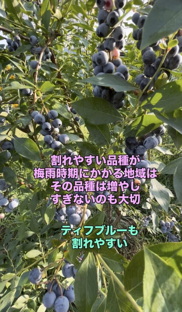 割れいやすいブルベリーの品種の画像