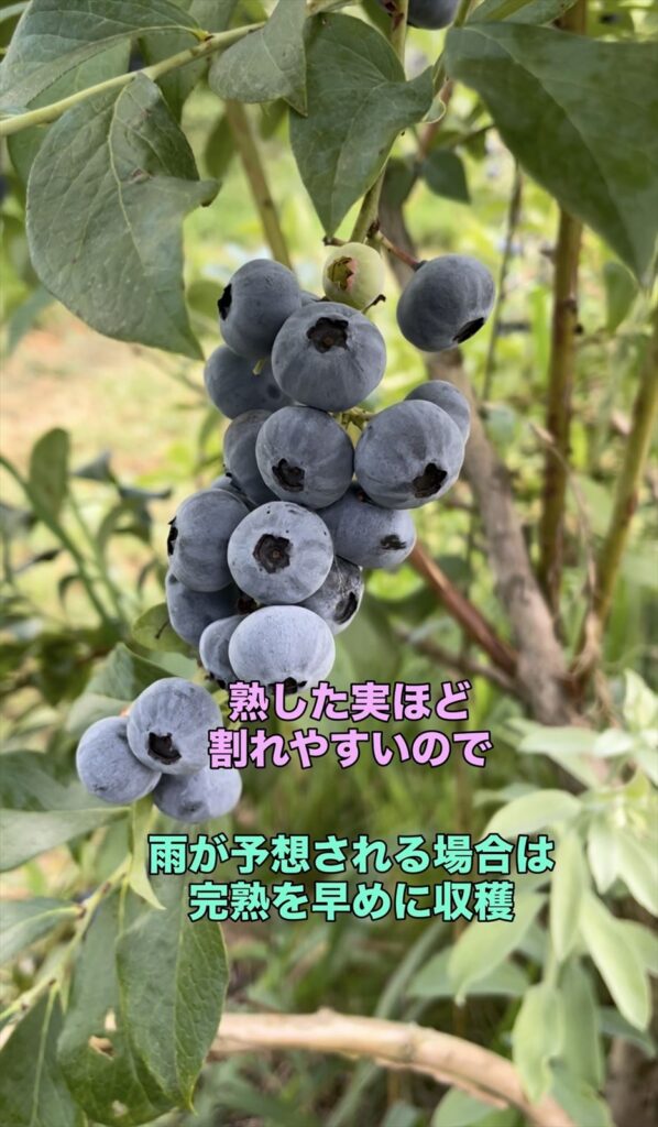 雨が予想される場合はなるべく早めにブルーベリーを収穫する説明画像