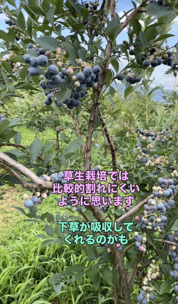 草生栽培の画像