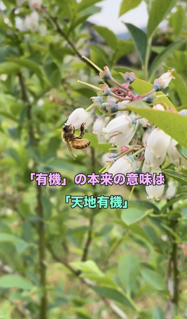 ミツバチとブルーベリーの花の画像
