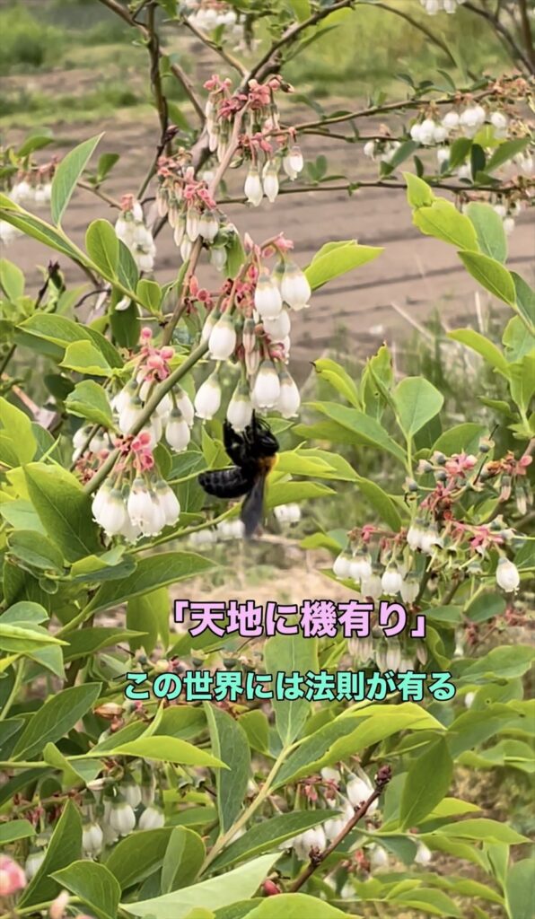 クマバチとブルーベリーの花の画像