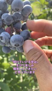 輝くブルーベリーの画像