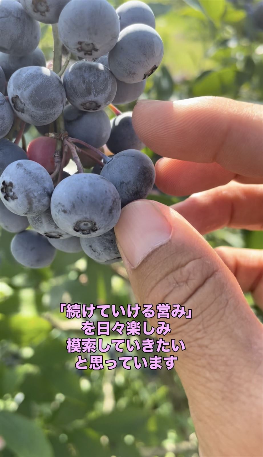 輝くブルーベリーの画像