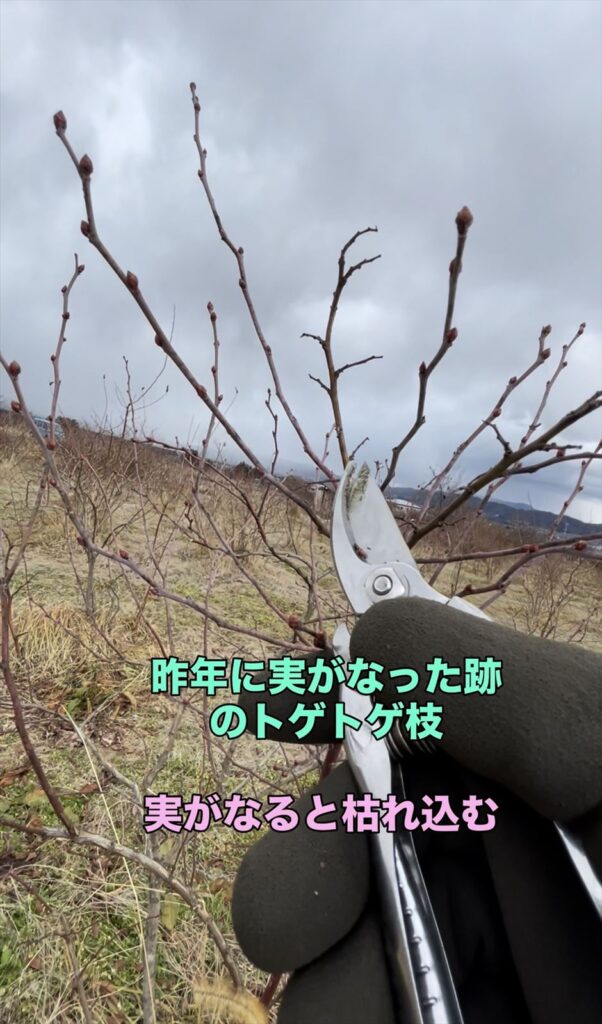 ブルーベリーの実がなっていた枝が枯れ込んだ画像
