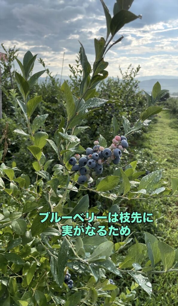 ブルーベリーの実がなっている画像