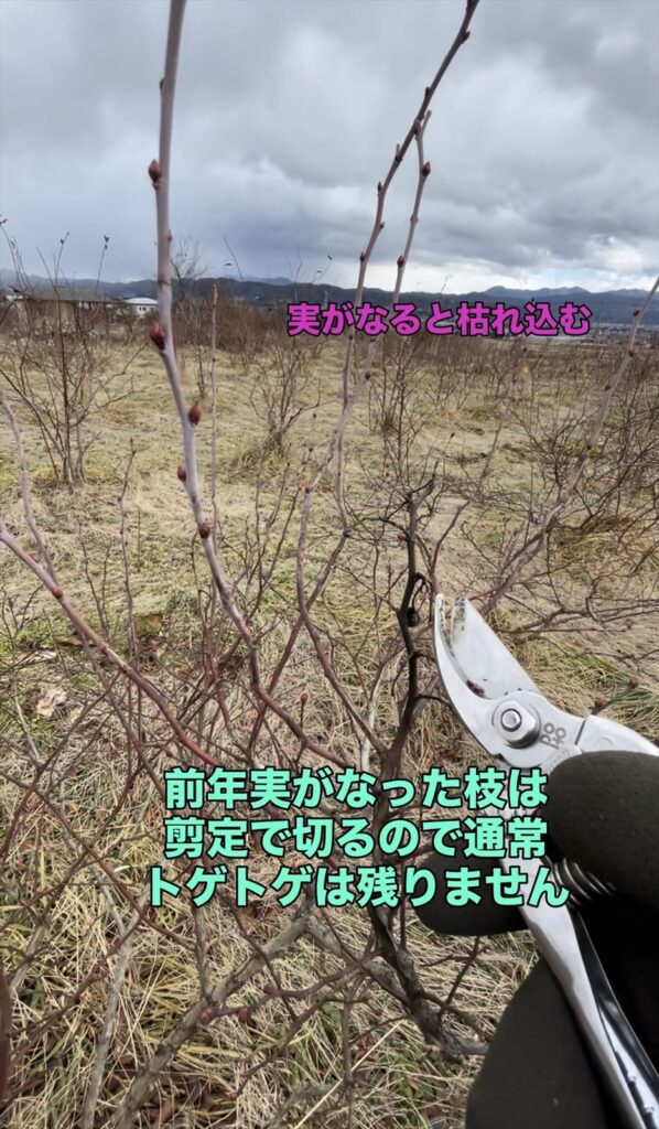 ブルーベリーの剪定の画像