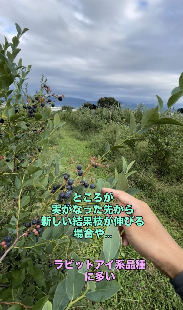 ラビットアイ系品種の新梢の画像