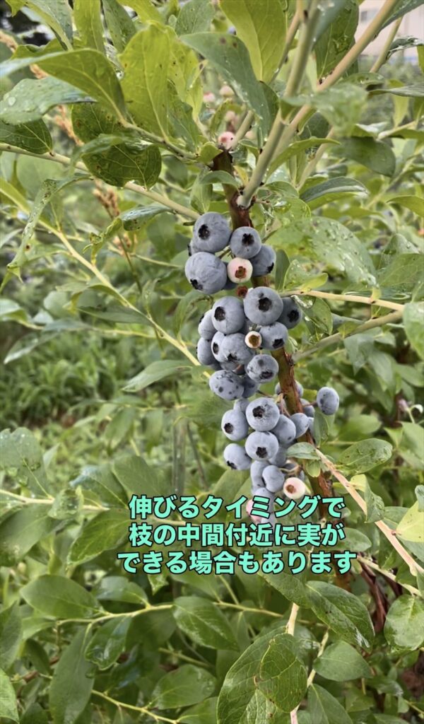 枝途中から実がついた画像