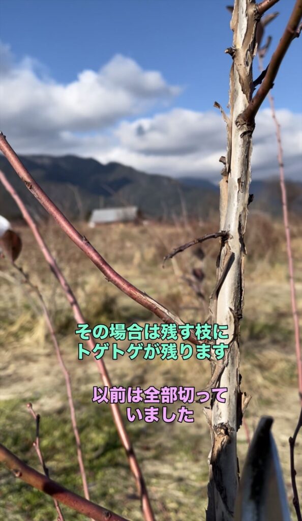 実がなってた部分のトゲトゲの画像