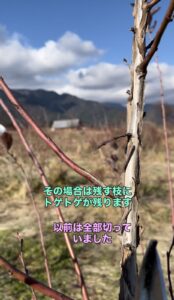 ブルーベリーの実がなっていた枝の画像