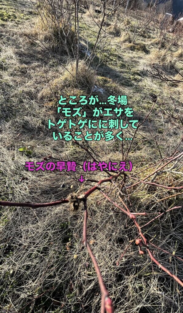 モズの早贄の画像