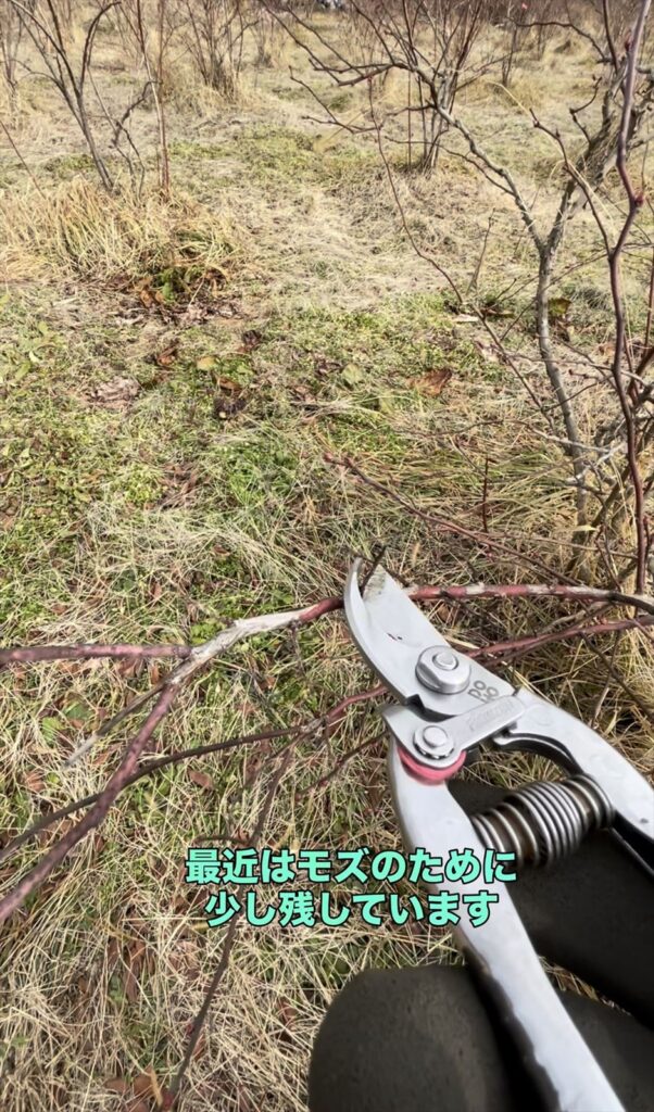 実がなっていた枝のトゲトゲの画像