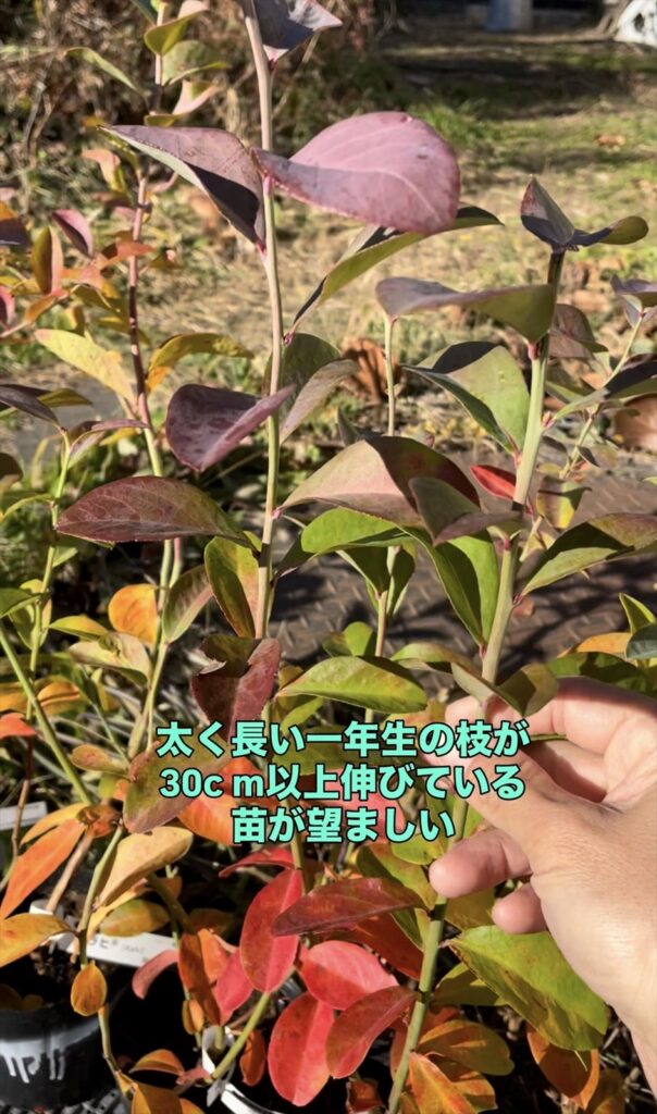 ブルーベリーの苗の画像
