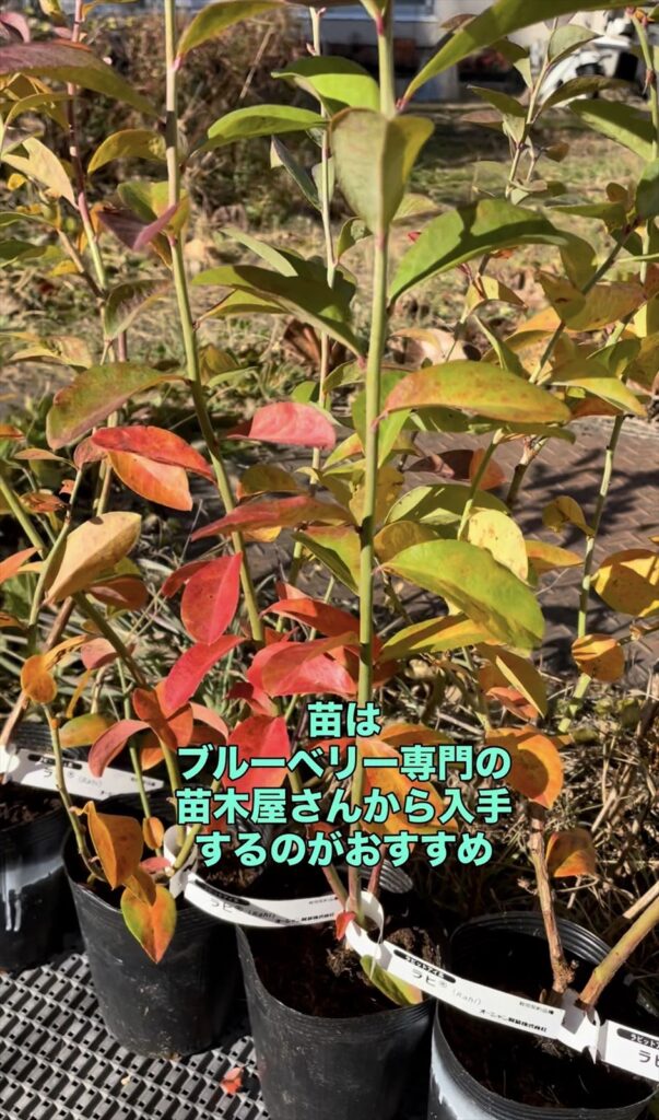 ブルーベリー苗の画像