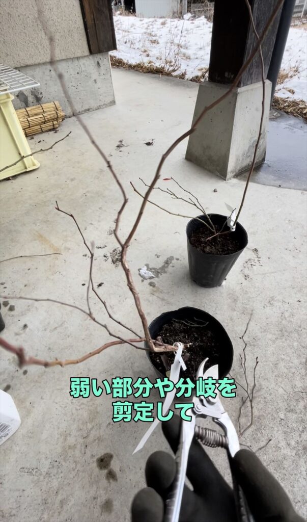 苗木の剪定の画像