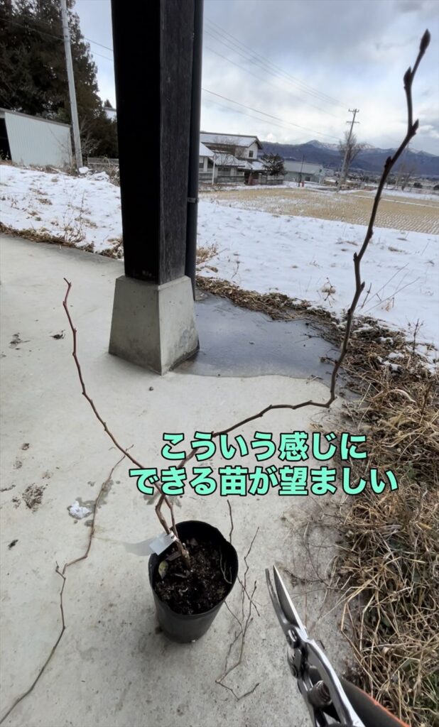 剪定後の苗木の画像