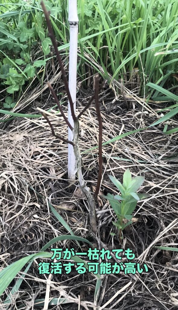 枯れた苗木が復活した画像