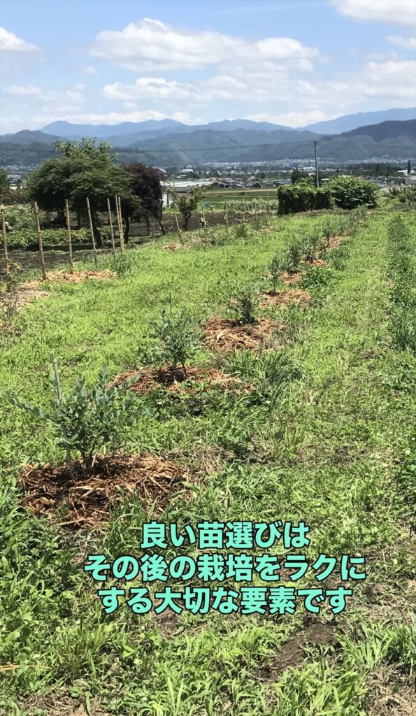 植えたブルベリーの苗木が良く育っている画像