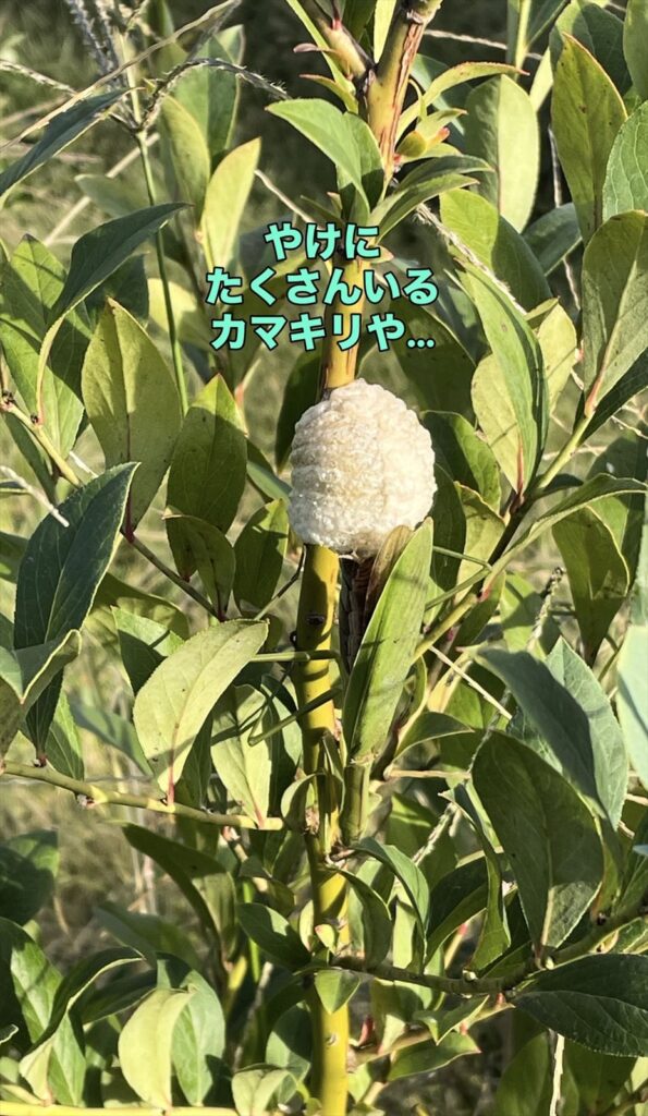 カマキリの画像