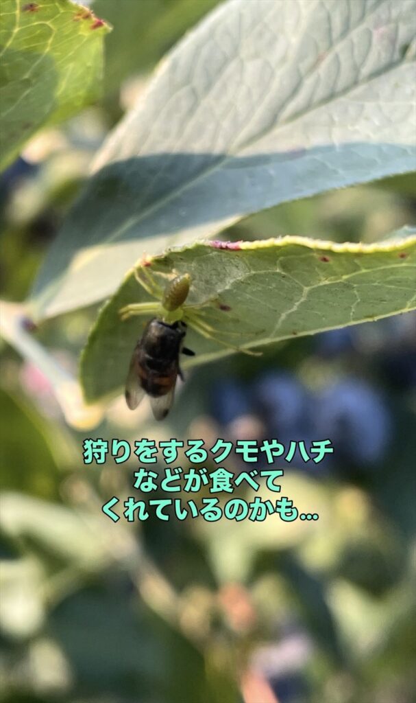 ハナグモの画像