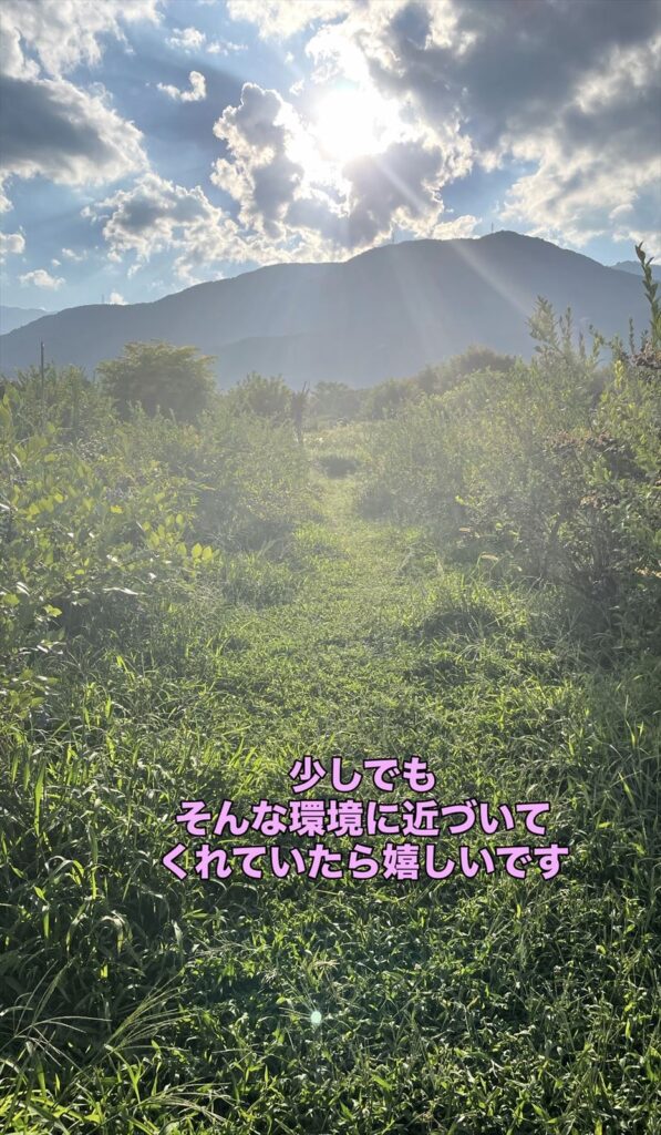 ブルベリー農園の画像