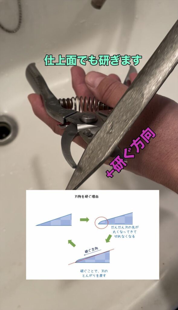 仕上げ面で剪定ばさみを研ぐ画像