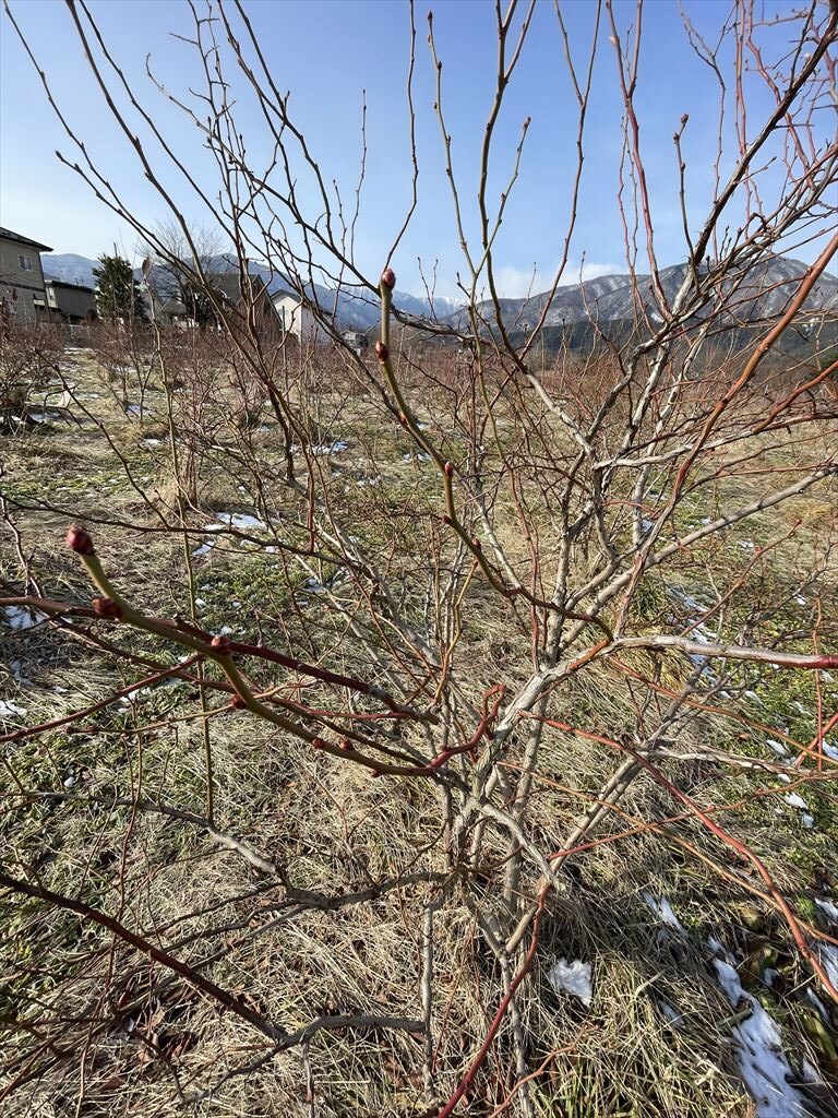 剪定前のメンデイトの樹